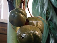 Kunstpalm in pot - ø 56cm x 280cm (h) - afbeelding 3 van  5