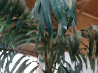 Kunstpalm in pot - ø 56cm x 280cm (h) - afbeelding 4 van  5