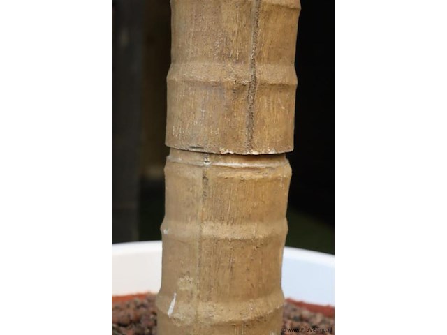 Kunstpalm in pot - ø 56cm x 280cm (h) - afbeelding 5 van  5