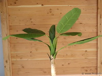 Kunstplant - 155cm (h) - afbeelding 2 van  2