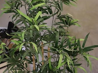 Kunstplant - 170cm (h) - afbeelding 2 van  3