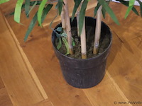 Kunstplant - 170cm (h) - afbeelding 3 van  3