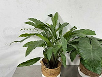 Kunstplant (2x) - afbeelding 2 van  5