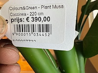 Kunstplant, colours&green, musa coccinea, groen - afbeelding 2 van  4