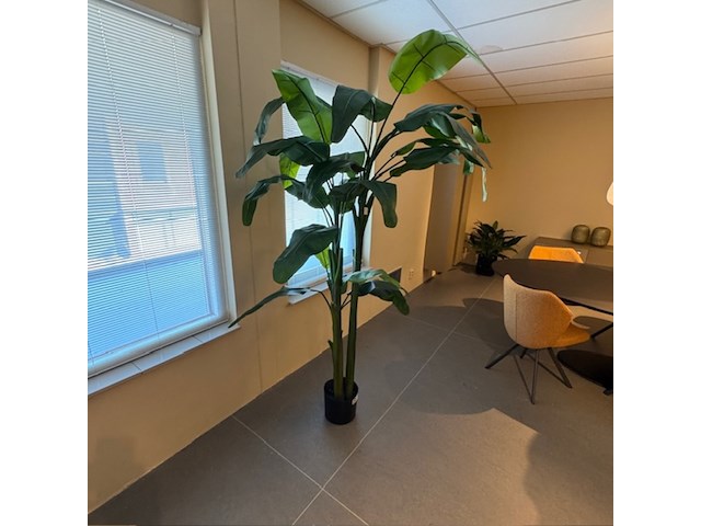 Kunstplant, colours&green, musa coccinea, groen - afbeelding 4 van  4
