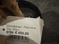 Kunstplant colours&green, olive - afbeelding 2 van  4
