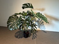 Kunstplant colours&green, plant split philo - afbeelding 1 van  3