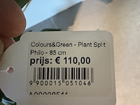 Kunstplant colours&green, plant split philo - afbeelding 3 van  3