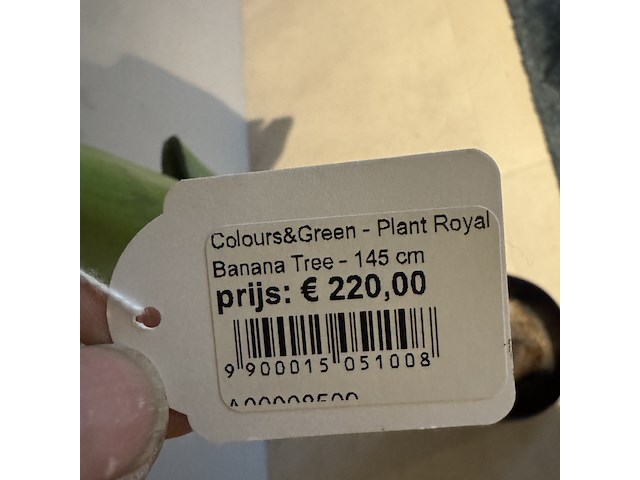 Kunstplant colours&green, royal banana tree - afbeelding 2 van  3