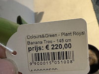 Kunstplant colours&green, royal banana tree - afbeelding 2 van  3