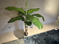 Kunstplant colours&green, royal banana tree - afbeelding 3 van  3