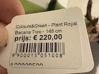 Kunstplant colours&green, royal banana tree - afbeelding 3 van  4