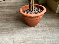 Kunstplant en bloempot - afbeelding 6 van  6