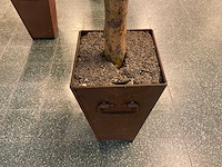 Kunstplant esdoorn | 220 cm - afbeelding 6 van  7