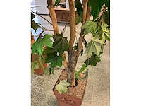 Kunstplant esdoorn | 240 cm - afbeelding 4 van  7