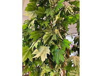 Kunstplant esdoorn | 240 cm - afbeelding 5 van  7