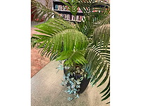 Kunstplant goudpalm | 195 cm - afbeelding 3 van  6
