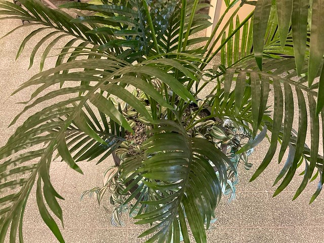 Kunstplant goudpalm | 195 cm - afbeelding 6 van  6