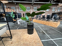 Kunstplant in 200 liter olie drum (3x) - afbeelding 1 van  3