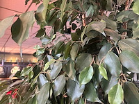 Kunstplant in metalen plantenbak (2x) - afbeelding 2 van  4