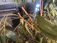 Kunstplant in metalen plantenbak (2x) - afbeelding 3 van  4