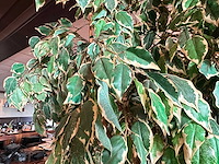 Kunstplant in metalen plantenbak (4x) - afbeelding 3 van  4