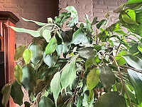 Kunstplant in metalen plantenbak - afbeelding 2 van  3