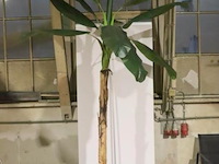 Kunstplant in pot - 165x260cm - afbeelding 1 van  3