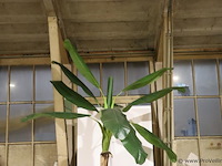 Kunstplant in pot - 165x260cm - afbeelding 2 van  3