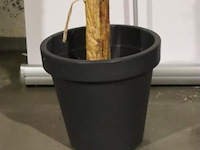 Kunstplant in pot - 165x260cm - afbeelding 3 van  3