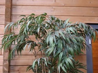 Kunstplant in pot - 210cm (h) - afbeelding 3 van  3