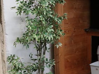 Kunstplant in pot - ø 27cm x 170cm (h) - afbeelding 1 van  3