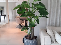 Kunstplant in pot colours&green, alocasia, calidora - afbeelding 1 van  9