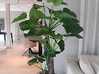 Kunstplant in pot colours&green, alocasia, calidora - afbeelding 2 van  9