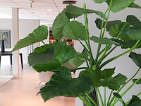 Kunstplant in pot colours&green, alocasia, calidora - afbeelding 3 van  9