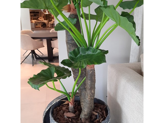 Kunstplant in pot colours&green, alocasia, calidora - afbeelding 5 van  9