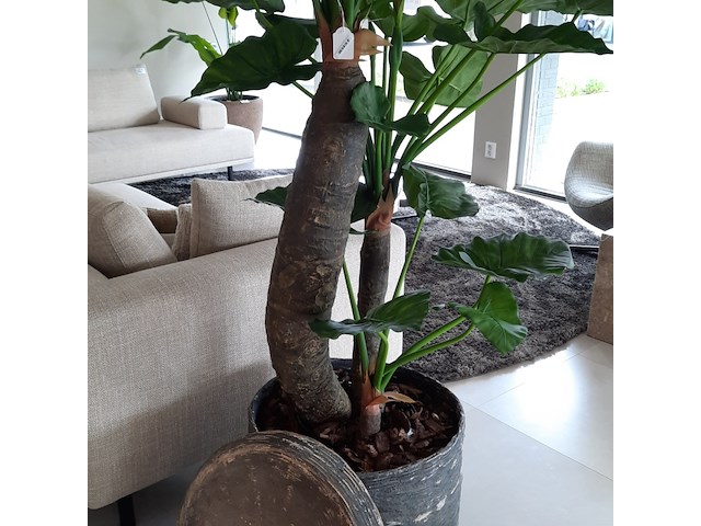Kunstplant in pot colours&green, alocasia, calidora - afbeelding 6 van  9