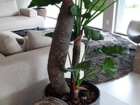 Kunstplant in pot colours&green, alocasia, calidora - afbeelding 6 van  9
