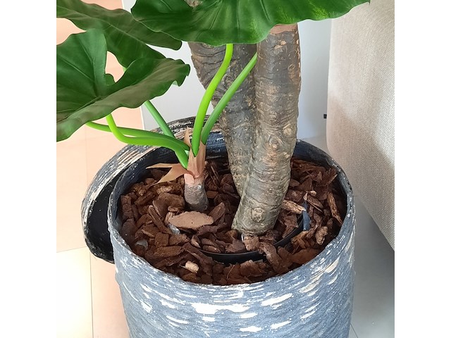Kunstplant in pot colours&green, alocasia, calidora - afbeelding 9 van  9