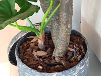 Kunstplant in pot colours&green, alocasia, calidora - afbeelding 9 van  9