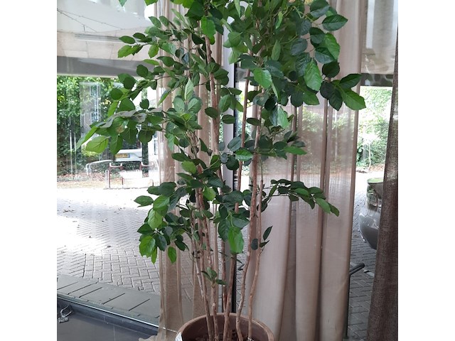 Kunstplant in pot colours&green, areca palm - afbeelding 5 van  19