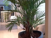 Kunstplant in pot colours&green, areca palm - afbeelding 8 van  19
