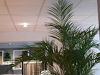 Kunstplant in pot colours&green, areca palm - afbeelding 13 van  19