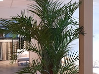 Kunstplant in pot colours&green, areca palm - afbeelding 14 van  19