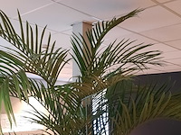 Kunstplant in pot colours&green, areca palm - afbeelding 18 van  19