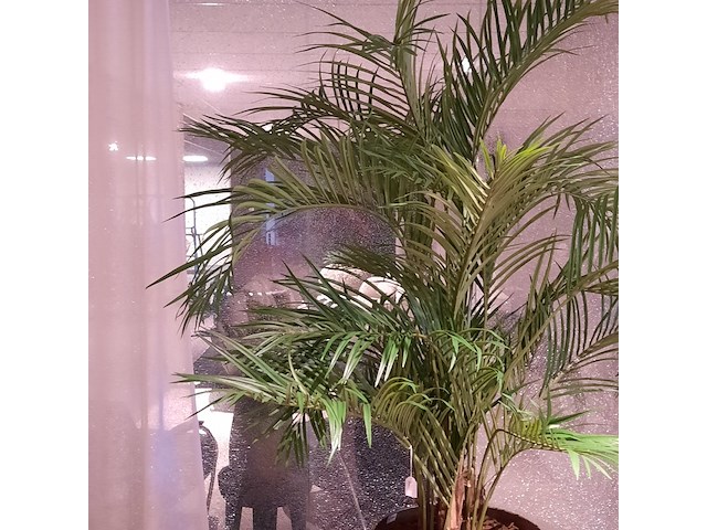 Kunstplant in pot colours&green, areca palm - afbeelding 3 van  6