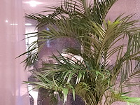 Kunstplant in pot colours&green, areca palm - afbeelding 3 van  6