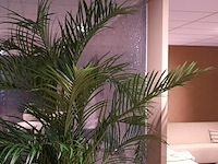 Kunstplant in pot colours&green, areca palm - afbeelding 4 van  6