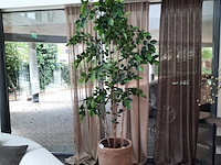 Kunstplant in pot colours&green, beach tree - afbeelding 1 van  7