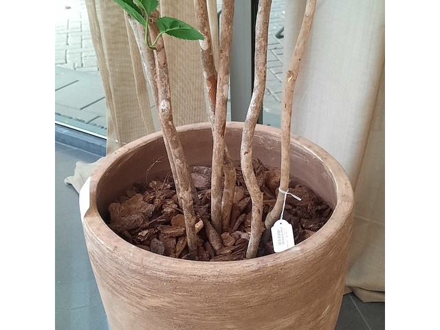 Kunstplant in pot colours&green, beach tree - afbeelding 6 van  7